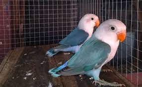 Maybe you would like to learn more about one of these? Mengenal Lebih Jauh Burung Lovebird Sable Head Burung Liar Gambar Burung Binatang