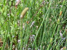 Image result for Equisetum ramosissimum