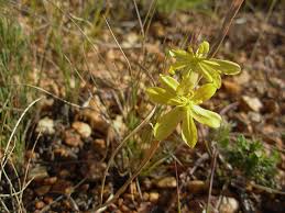Image result for Moraea verdickii