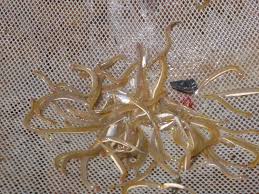 Image result for Vandellia