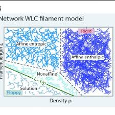 Plant cells have a cell wall, chloroplasts, plasmodesmata, and plastids used for storage, and a large central vacuole, whereas animal cells do not. Pdf Viscoelastic Networks Forming Cells And Tissues