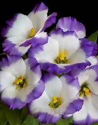Pin On Flower