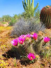 The Sonoran Desert Of Pinnacle Peak Pinnacle Peak Local Desert Garden Cactus Flowers Desert Cactus
