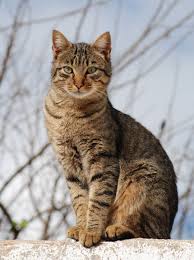 Pure brown cats, without any hint of stripes or patches on their bodies, are quite rare. Tabby Cat Wikipedia