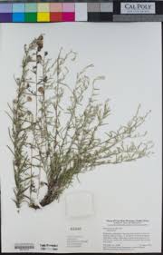 Image result for Athrixia phylicoides