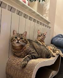 Коты воители порно  смешные картинки, мемы и приколы на JoyReactor