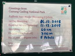 Tijet masuk kadu enggang : å¤æ™‹ Gunung Gading National Park å¤§çŽ‹èŠ±å›¾æ–‡å¿ƒå¾—åˆ†äº«