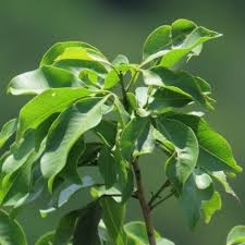 Image result for Vepris