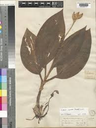 Image result for Liparis nervosa