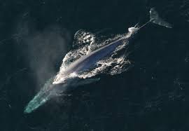 It weighs about 400 pounds. Blue Whale Wikipedia
