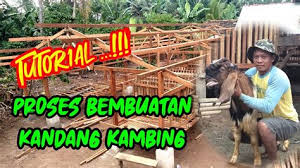 Video contoh kandang ternak kambing ini adalah kandang ternak dengan sistem umbaran, atau berkelompok. Kandang Kambing Umbaran Dunia Ternakan Kambing September 2016 Kandang Kambing Domba Modern Sistem Portabel Termurah Di Jogja Assajio