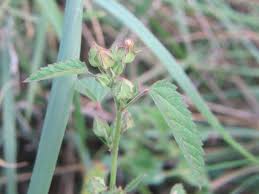 Image result for Lysimachia tenuicaulis