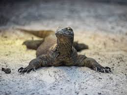 Sep 23, 2020 · calculez votre espérance de vie et tout connaître sur l'évolution de l'espérance de vie en france grâce aux données sur les décès depuis 1970 municipales : Dragon De Komodo Zooparc De Beauval