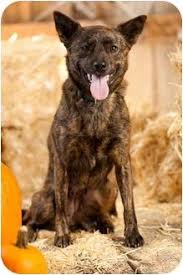 Black Australian Cattle Dog Mix Finnish Spitz Australian Cattle Dog Mix Australian Cattle Dog Mix Cattle Dogs Mix Australian Cattle Dog