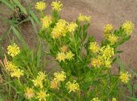 Image result for Gnidia chrysantha