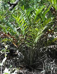 Image result for Acrostichum aureum