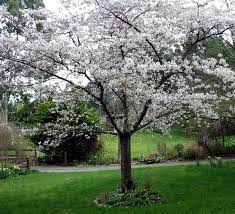 Wild Plum Tree Wild Plum Tree Plum Tree Shade Trees