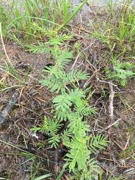 Image result for Mostuea microphylla