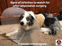 Maybe you would like to learn more about one of these? Tripawd Amputation Incision Infection Signs To Watch For