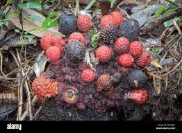 Image result for Balanophoraceae