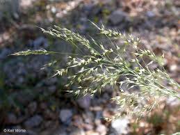 Image result for Styppeiochloa