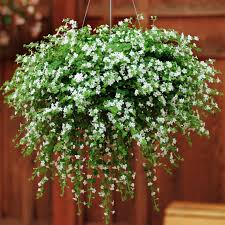 Image result for Bacopa