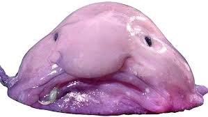 Image result for blobfish