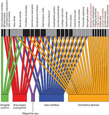 Image result for Dissotis pulchra