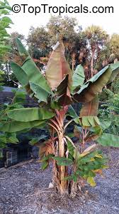Image result for Musa acuminata