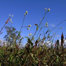 Image result for Persicaria strigosa