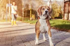 We did not find results for: Why Does My Friendly Dog Bark And Lunge At Other Dogs When They Are On Leash American Kennel Club