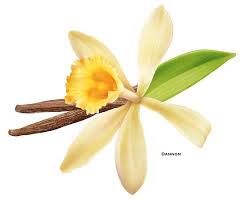 Pin On Vanilla Orchids