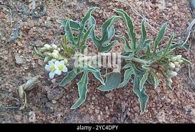 Image result for Jatropha erythropoda