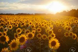 We offer an extraordinary number of hd images that will instantly freshen up your smartphone. Sunflower Field Landscape Field Of Blooming Sunflowers On A Stock Photo Picture And Royalty Free Image Image 82435830