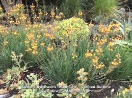 We did not find results for: 15 Impressive Florida Perennials You May Love