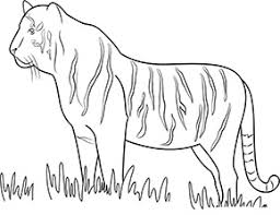 Ausmalbild Tiger Im Zoo Zum Ausdrucken