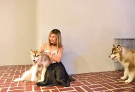 Malaysia penang dog caffe ( corgi & the gang pet cafe ). Malaysian Lifestyle Blog Huskiss Cafe The First Husky Cafe In Kl