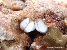 Image result for Galeomma