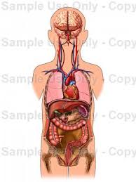 Related online courses on physioplus. Pediatric Anatomy Thoracic And Abdominal Organs Of Child Medical Illustration Human Anatomy Drawing Anatomy Illustration