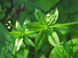 Image result for Galium