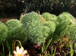 Image result for Eriospermum roseum