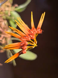 Image result for Litanthus pusillus