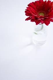 Copy Right Free Stock Photos Of Flowers Flower Images Hd Flower Images Flower Photos