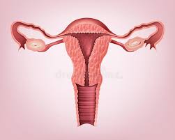 If the egg is not fertilized, then the thick and soft inner lining along with the dead egg and blood vessels, of uterus gets. Reproductive System Stock Illustrations 4 826 Reproductive System Stock Illustrations Vectors Clipart Dreamstime