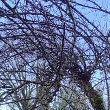 Worry not, pruning is not the brain surgery it has been made out to be. How To Prune Fixing Bad Cuts