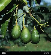 Image result for Persea americana