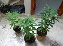 El cuidado de una planta de marihuana en crecimiento puede parecer muy complicado, pero es probable que sólo sea porque no tienes la información correcta. Como Plantar Marihuana En Casa Blog Arcuma