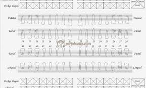 Perio Charting Form Printable Bedowntowndaytona Com