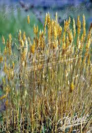 Image result for Anthoxanthum nivale