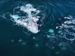 whales | 2oceansvibe News | South African and international news